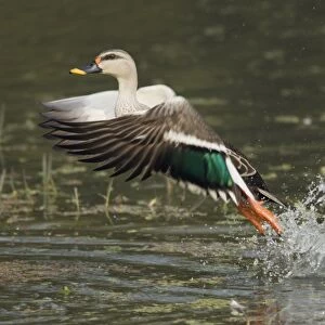 Spot-billed Duck (Anas poecilorhyncha poecilorhyncha) adult male, in flight, taking off from water, Keoladeo Ghana N. P. (Bharatpur), Rajasthan, India