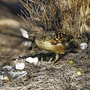 Spotted Bowerbird (Ptilonorhynchus maculatus) adult male, rearranging white shells at bower structure, Ormiston Gorge
