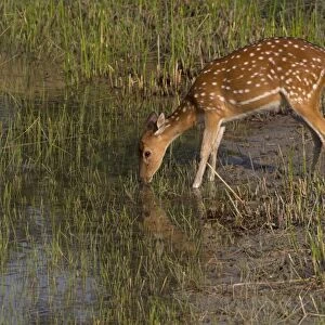 Spotted Deer (Axis axis) adult female, drinking at waterhole, Sundarbans, Ganges Delta, West Bengal, India, March