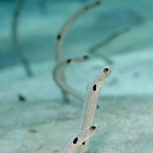 Spotted Garden Eel (Heteroconger hassi) adults, emerging from burrows, Tanjung Bacatan, Kawula Island
