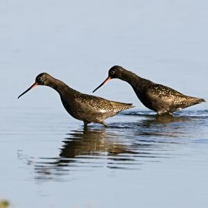 Spotted Redshank (Tringa erythropus) two adults, summer plumage, wading in water, Titchwell, Norfolk, England, july