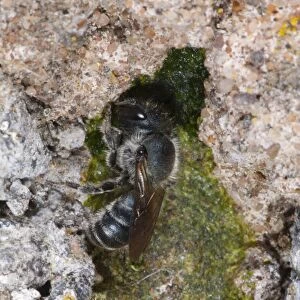 Stelidine Bee (Stelis phaeoptera) adult female, chewing into nest of Mason Bee (Osmia leaiana)
