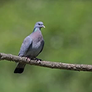 Stock Dove (Columba oenas) adult, perched on branch, Norfolk, England, June
