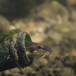Stone Loach (Noemacheilus barbatulus) adult, sheltering in glass bottle on riverbed, River Trent, Nottingham