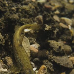 Stone Loach (Noemacheilus barbatulus) adult, on gravel riverbed, River Witham, Lincolnshire, England, April