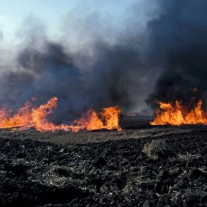Straw Burning Stubble burning of wheat field - Suffolk