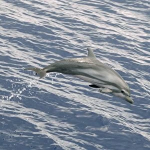 Striped Dolphin (Stenella coeruleoalba) adult, with damaged flipper, leaping out of water, Maldives, march