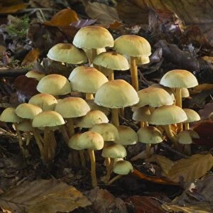 Sulphur Tuft Fungi (Hypholoma fasciculare) fruiting bodies, cluster growing amongst leaf litter on woodland floor