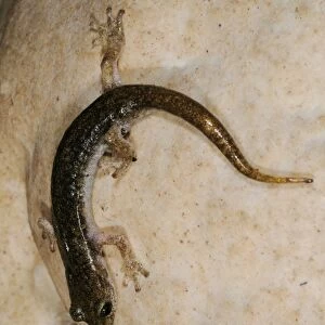 Supramontane Cave Salamander (Speleomantes supramontis) adult, on rock in cave, Sardinia, Italy, june