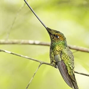 Sword-billed Hummingbird (Ensifera ensifera) adult male, perched on twig in montane rainforest, Guango, Andes, Ecuador