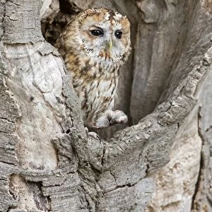 Tawny Owl (Strix aluco) adult, with Common Shrew (Sorex araneus) prey in talons, perched in hollow tree trunk, England