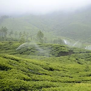 Tea (Camellia sinensis) crop, with irrigator system watering plantation during misty weather, Munnar, Idukki District