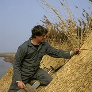 Thatcher thatching roof with reed, Cley, Norfolk, England