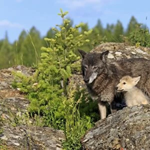 Timber Wolf (Canis lupus) adult female with eight-week old cub, standing amongst rocks, Montana, U. S. A. june (captive)
