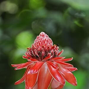 Torch Ginger (Etlingera elatior) close-up of flowerspike, Trinidad, Trinidad and Tobago