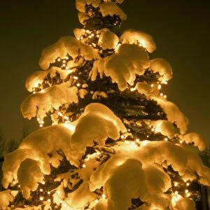 Tree - Decorated Christmas tree - outside covered in snow - Anchorage, Alaska