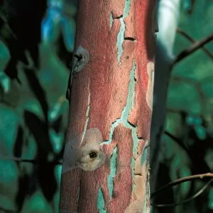 Tree-Eucalyptus (Eucalyptus camal dulensis) close-up of trunk / showing bark peeling