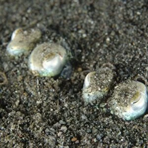 Tropical Bottletail Squid (Sepiadarium kochi) two adults, buried in sand, Horseshoe Bay, Nusa Kode, Rinca Island