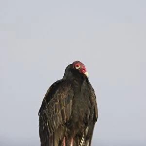 Turkey Vulture (Cathartes aura) adult, standing on post, Lake Kissimmee, Florida, U. S. A
