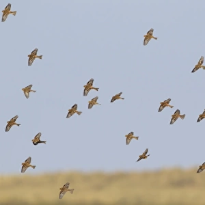 Twite (Acanthis flavirostris) flock, in flight over saltmarsh, Thornham, Norfolk, England, November