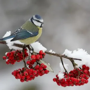 Blue Tit Print, perched on cotoneaster bush with berries in snow