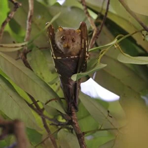 Pteropodidae Collection: Bismarck Flying Fox