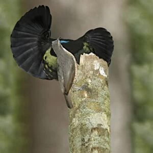 Victorias Riflebird (Ptiloris victoriae) adult pair, male displaying to female, perched on display post