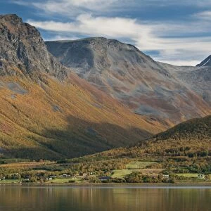 View of fjord and mountains with Silver Birch (Betula pendula) in autumn colour growing on mountainside, Lyngen Fjord