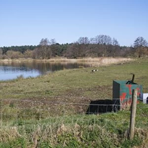 View of flooded former gravel pit habitat, Plover Lake, Lackford Lakes Nature Reserve, Suffolk, England, march