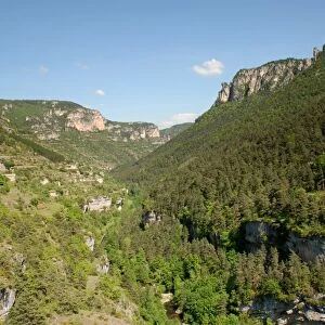 View of forested river canyon habitat, Gorges du Tarn, Tarn River, Lozere, Languedoc-Roussillon, France, may