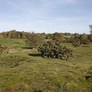 View of habitat on lowland heathland reserve, Wortham Ling, Suffolk, England, october