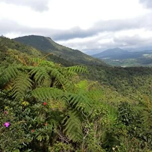 View over lush mountain forest habitat, Central Highlands, Sri Lanka, december