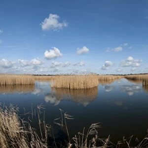 View of open water and reedbed habitat, Strumpshaw Fen RSPB Reserve, River Yare, The Broads N. P
