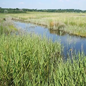 View of reedbed in coastal wetland habitat, Dingle Marshes Reserve, Suffolk, England, july