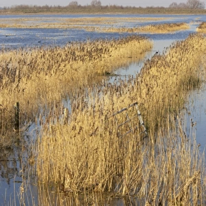 View of reedbeds and flooded washes, Welney W. W. T. Reserve, Ouse Washes, Norfolk, England, winter