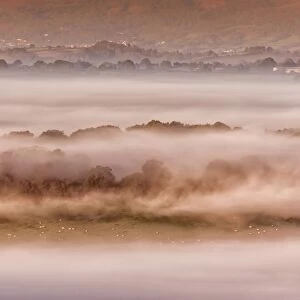 View of sheep flock grazing on pasture in mist at sunrise, Cobblers Plain, Usk Valley, Monmouthshire, Wales, October