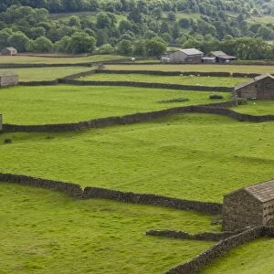 View of stone barns and drystone walls, near Gunnerside, Swaledale, Yorkshire Dales N. P. North Yorkshire, England, july