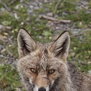 Vixen Red (Iberian) Fox in Monfrague National Park, Extremadura Spain