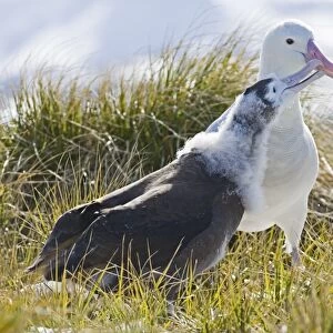 Wandering Albatross (Diomedea exulans) adult regurgitaing food for ten month old chick, Prion Island, Bay of Isles, South Georgia, november