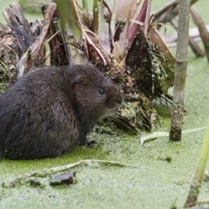 Water Vole in pond covered with duckweed