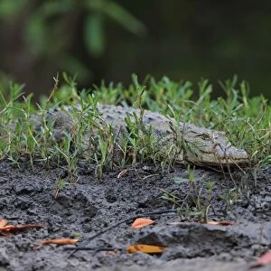 West African Crocodile (Crocodylus suchus) immature, resting on riverbank, Gambia, January