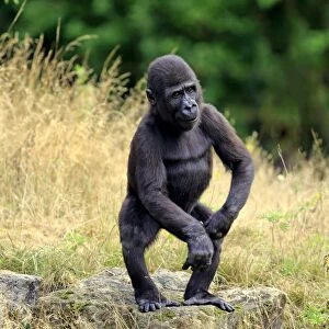 Western Lowland Gorilla (Gorilla gorilla gorilla) young, standing on rock (captive)