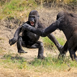 Western Lowland Gorilla (Gorilla gorilla gorilla) two young, play-fighting (captive)