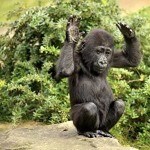 Western Lowland Gorilla (Gorilla gorilla gorilla) young, holding hands up, sitting on rock (captive)