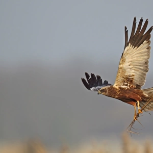 Western Marsh Harrier (Circus aeruginosus) adult male, in flight, carrying nesting material in talons, Texel