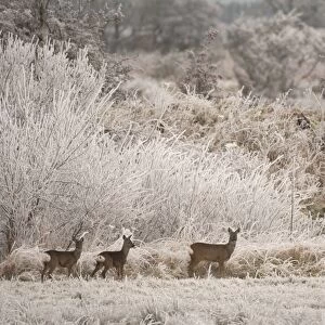 Western Roe Deer (Capreolus capreolus) doe with two fawns, standing on field margin in frost covered habitat, Dumfries and Galloway, Scotland, december