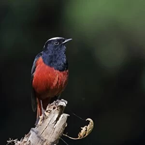 White-capped Water-redstart (Chaimarrornis leucocephalus) adult male, perched on snag, Doi Ang Khang