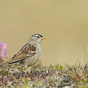 White-crowned Sparrow (Zonotrichia leucophrys) adult, standing on tundra, near Barrow, Alaska, U. S. A. June