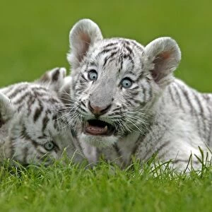 White Indian Tiger (Panthera tigris tigris) two cubs, resting on grass, captive
