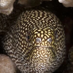 White-mouthed Moray Eel (Gymnothorax meleagris) adult, close-up of head, Mabul Island, Sabah, Borneo, Malaysia